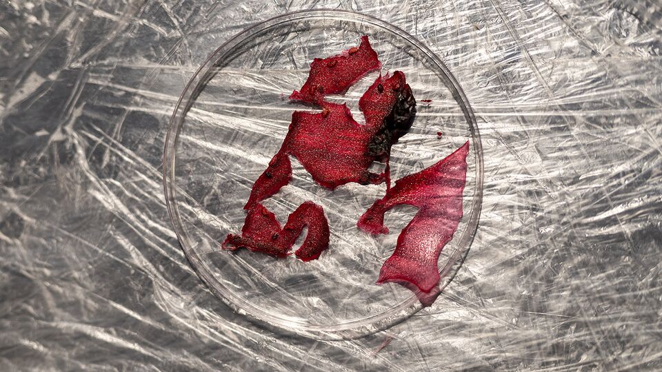A petri dish against a metallic silver background, with a red glittering substance