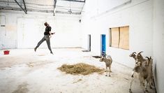 Five goats watch a man dancing in a warehouse space. 